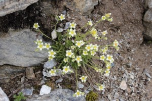 saxifraga muschiata (1200 x 800)